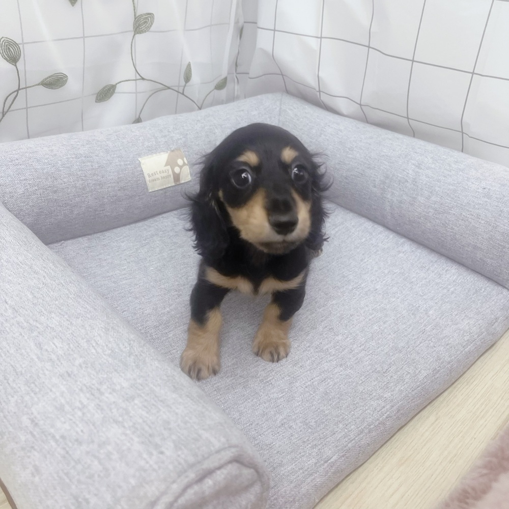 長野県のミニチュアダックスフンド(ロング) (犬の家＆猫の里塩尻店/2026年5月13日生まれ/男の子/ブラックイエロー)の子犬の3枚目の画像