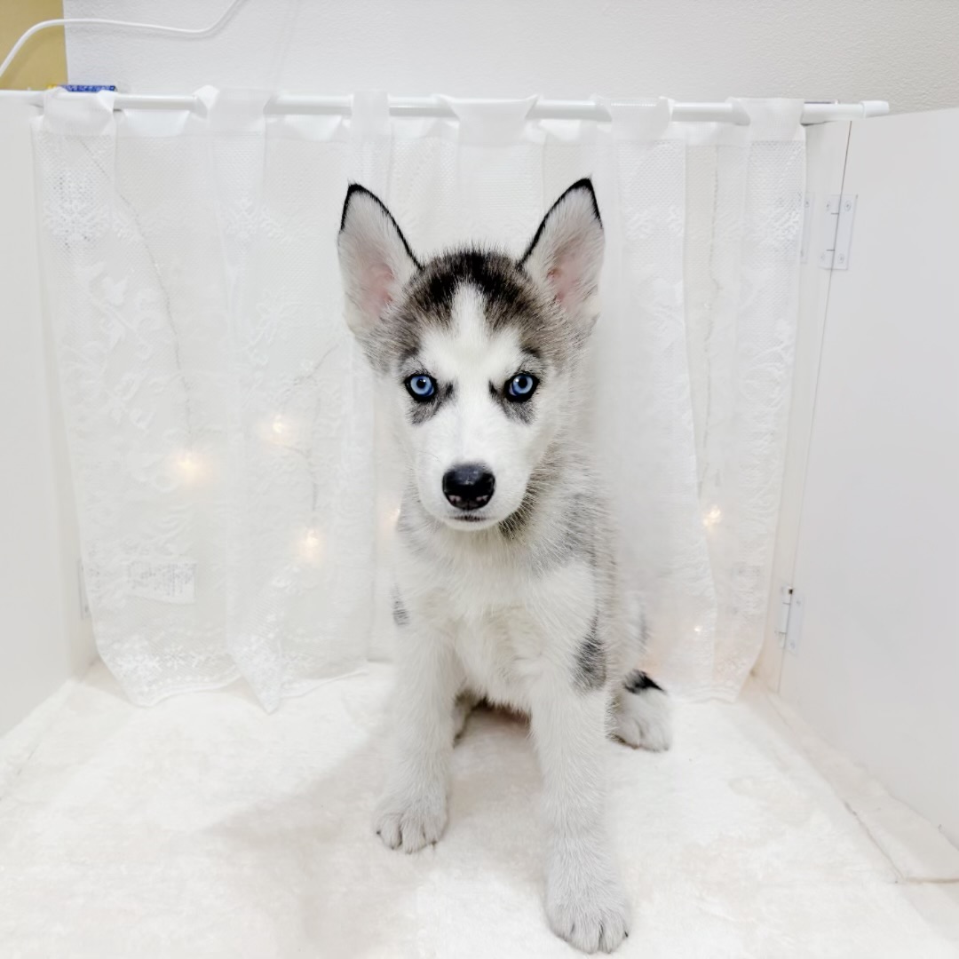 千葉県のシベリアンハスキー (犬の家＆猫の里BIGHOPガーデンモール印西店/2026年5月19日生まれ/女の子/シルバーホワイト)の子犬の3枚目の画像