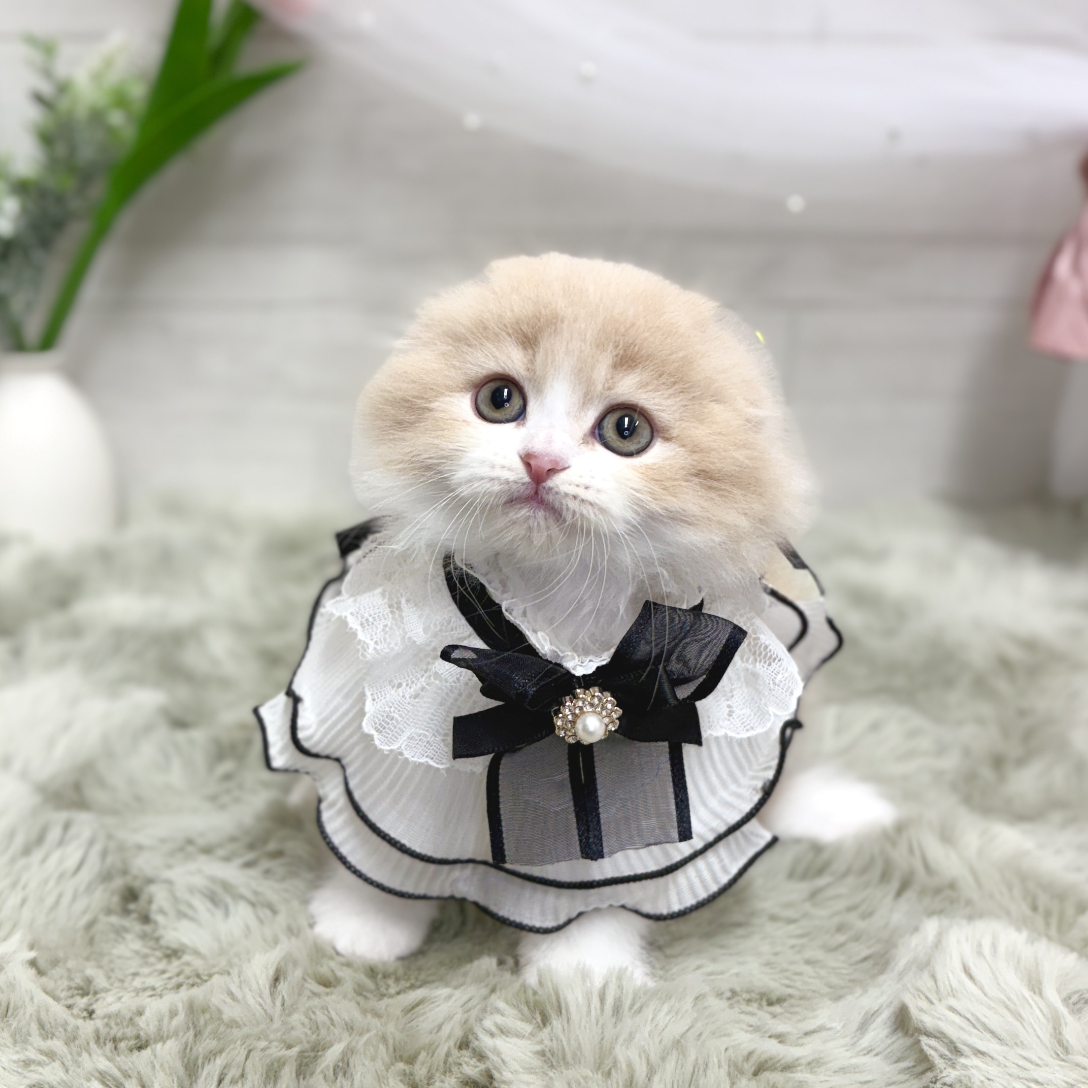 生体画像3