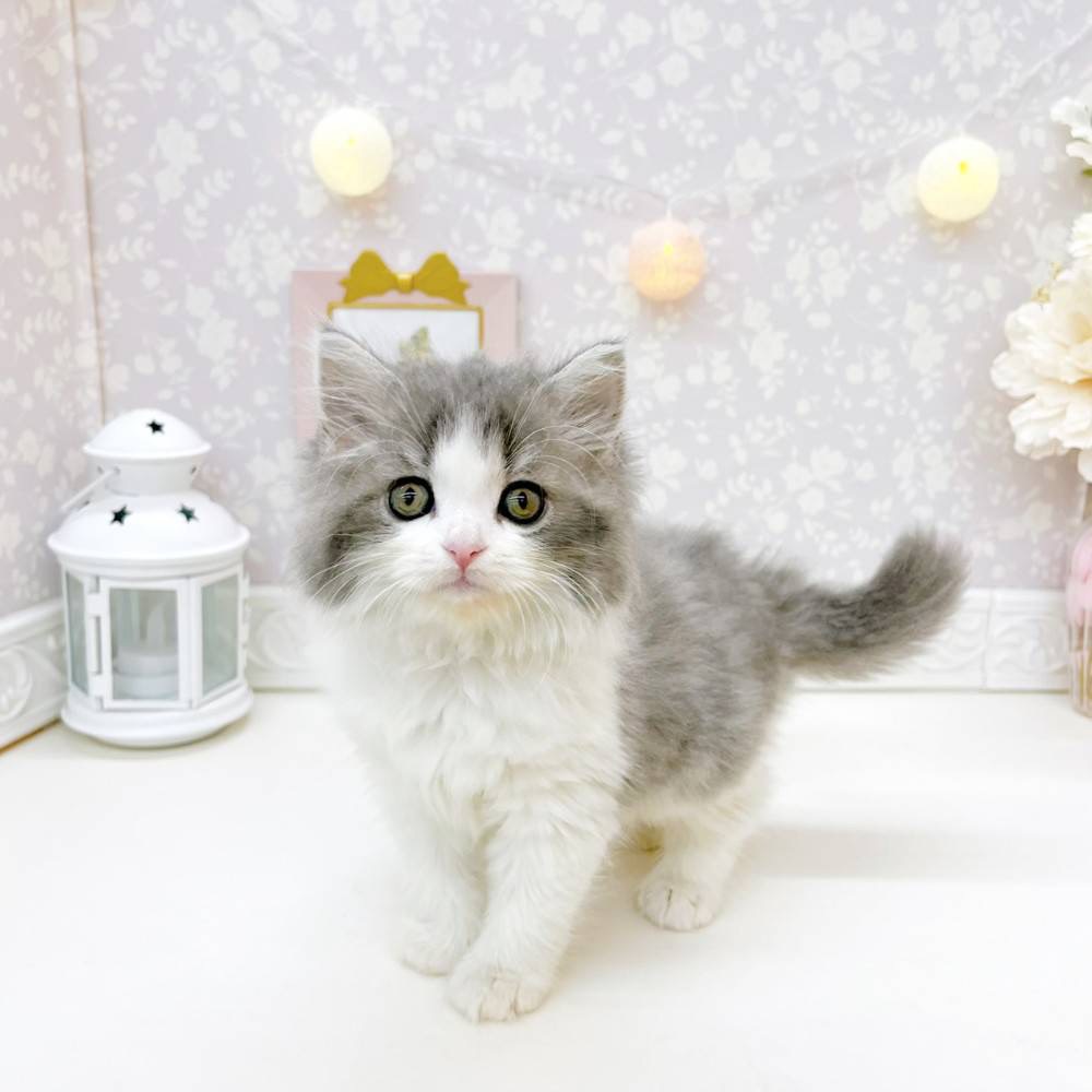 富山県のスコティッシュフォールド (犬の家＆猫の里富山店/2026年5月18日生まれ/女の子/ブルーホワイト)の子猫の3枚目の画像