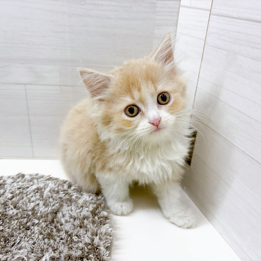 石川県のスコティッシュフォールド (犬の家＆猫の里アミーゴ金沢おこばた店/2026年5月18日生まれ/男の子/クリームホワイト)の子猫の3枚目の画像