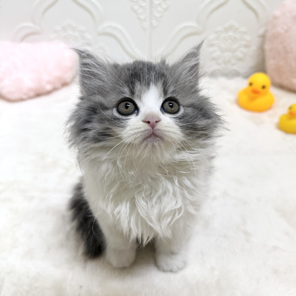 愛知県のスコティッシュフォールド (犬の家＆猫の里岡崎店/2026年5月18日生まれ/女の子/ブルーホワイト)の子猫の3枚目の画像