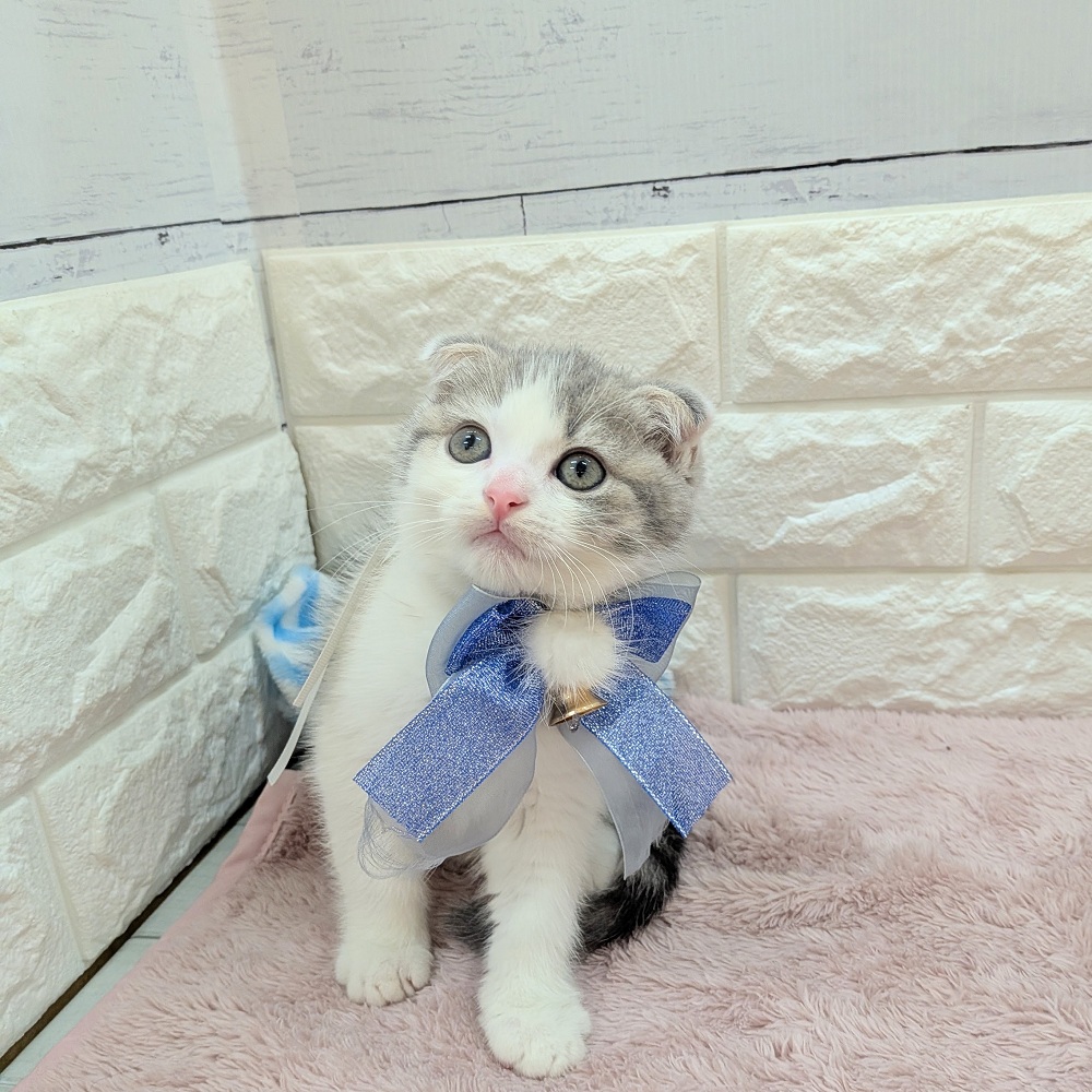 静岡県のスコティッシュフォールド (犬の家＆猫の里アミーゴ浜松和田店/2026年5月19日生まれ/男の子/ブルータビーホワイト)の子猫の3枚目の画像