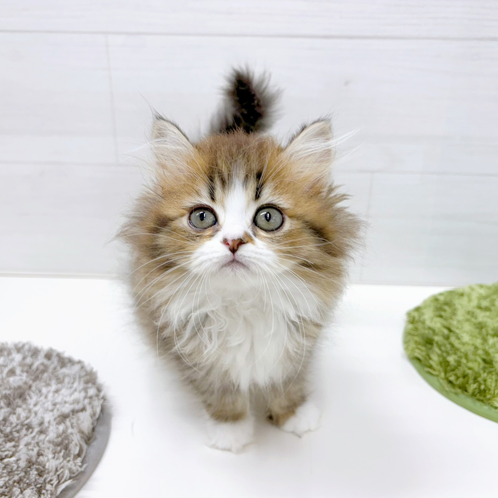 石川県のミヌエット (犬の家＆猫の里アミーゴ金沢おこばた店/2026年5月15日生まれ/女の子/ブラウンタビーホワイト)の子猫の3枚目の画像