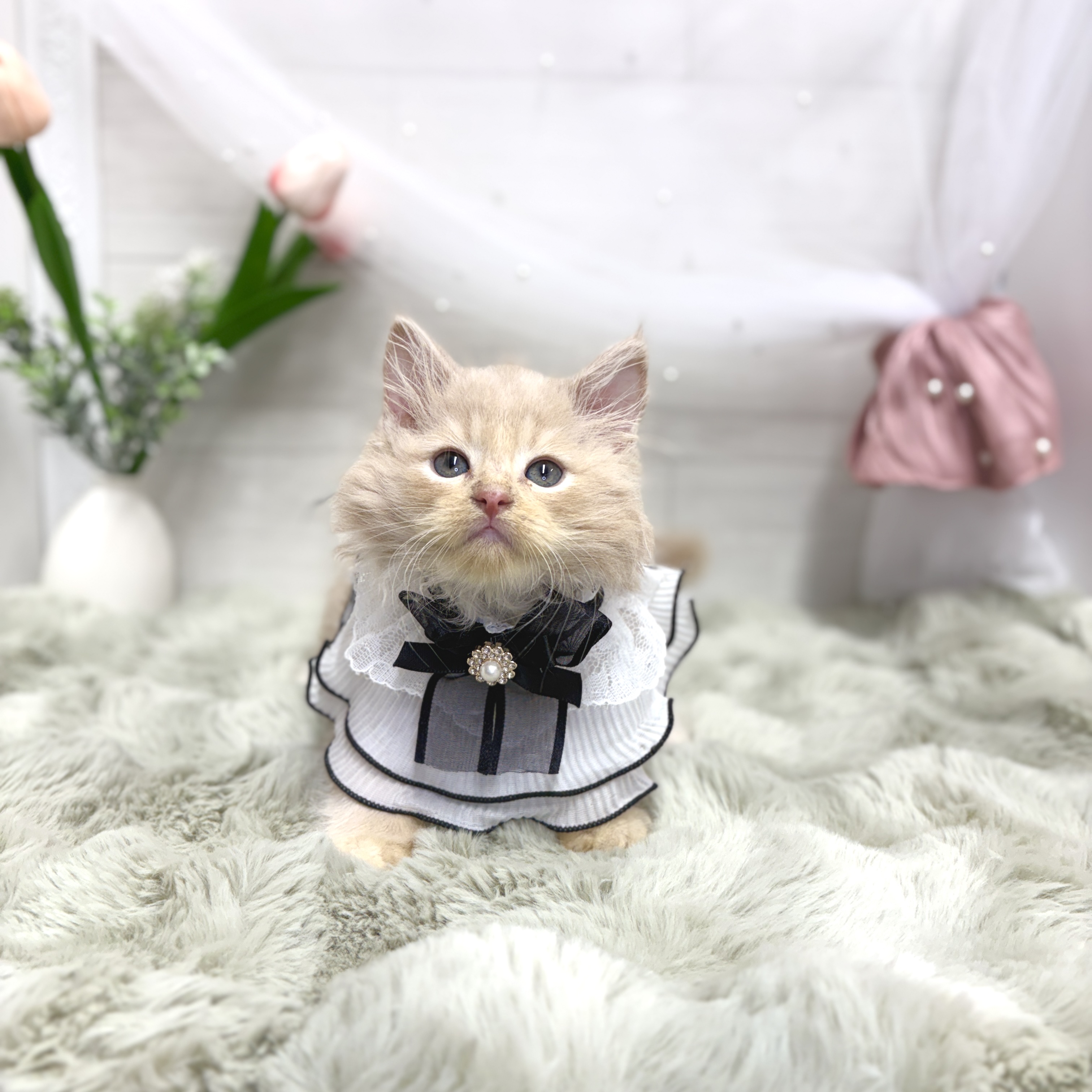 生体画像3