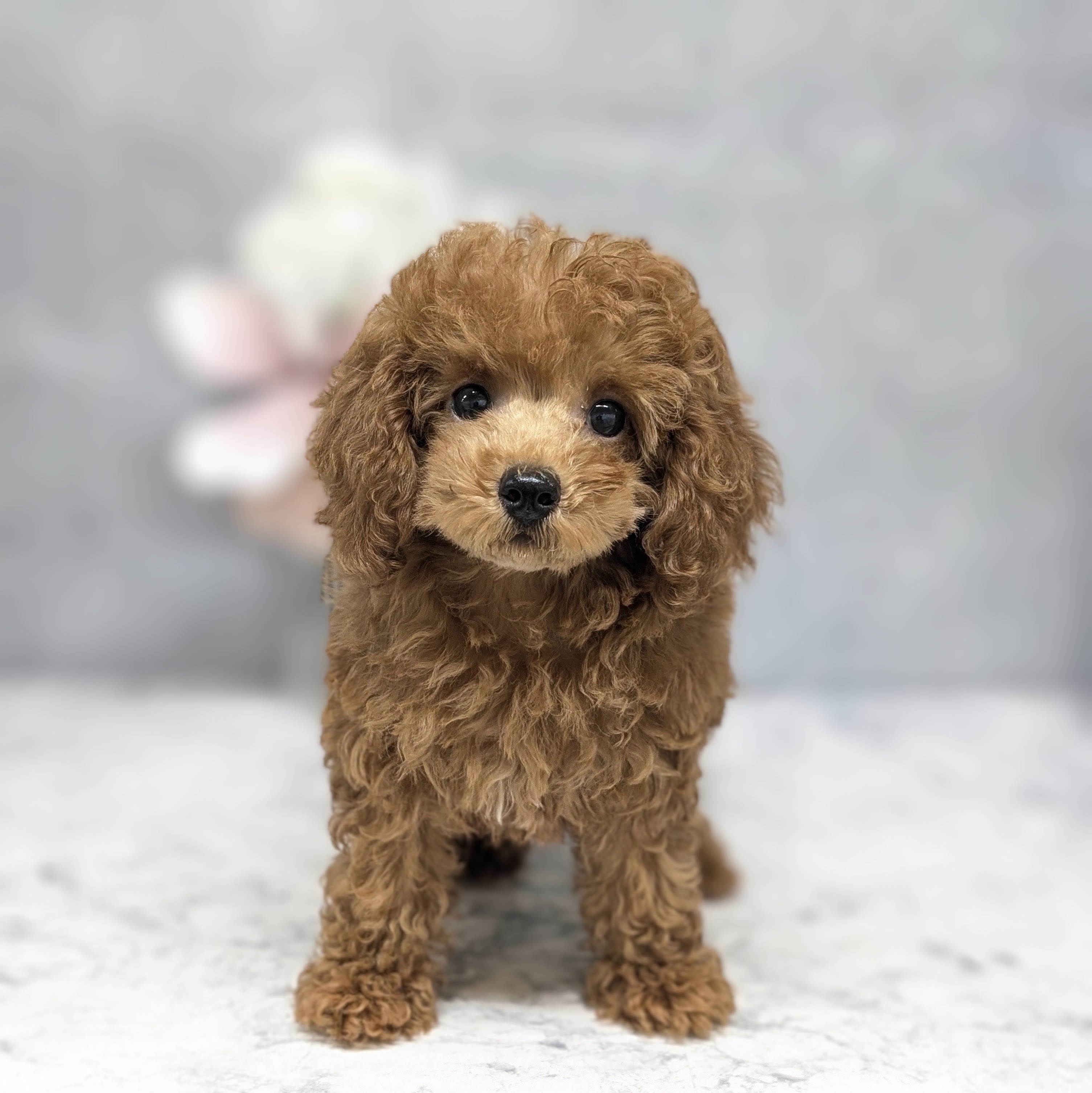 愛知県のトイプードル(トイ) (犬の家＆猫の里安城店/2026年5月18日生まれ/女の子/レッド)の子犬の1枚目の画像