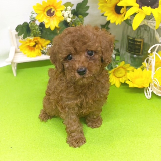 静岡県のトイプードル(トイ) (犬の家＆猫の里藤枝店/2026年5月18日生まれ/男の子/レッド)の子犬の1枚目の画像