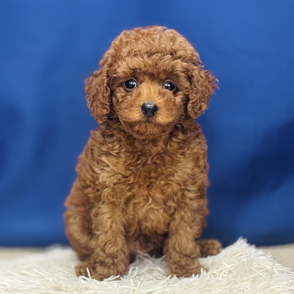 岐阜県のトイプードル(トイ) (犬の家＆猫の里中津川店/2026年5月17日生まれ/男の子/レッド)の子犬の3枚目の画像