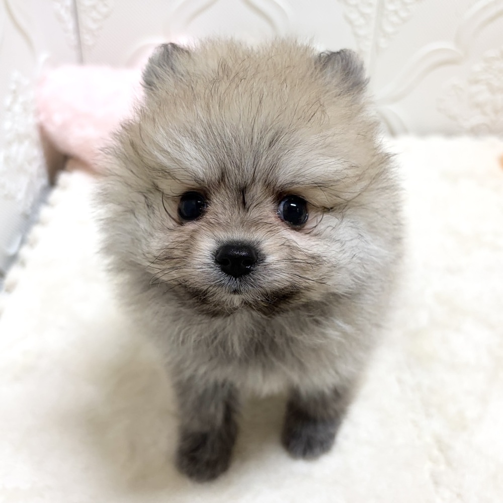 愛知県のポメラニアン (犬の家＆猫の里岡崎店/2026年5月18日生まれ/女の子/クリームセーブル)の子犬の1枚目の画像
