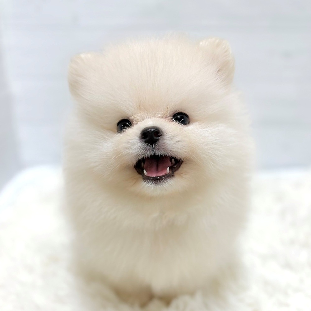 愛知県のポメラニアン (犬の家＆猫の里豊田店/2026年5月19日生まれ/男の子/クリーム)の子犬の3枚目の画像