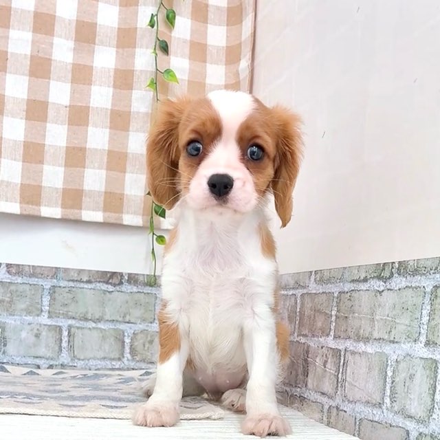 愛知県のキャバリアキングチャールズスパニエル (犬の家＆猫の里碧南店/2026年5月19日生まれ/女の子/ブレンハイム)の子犬の3枚目の画像