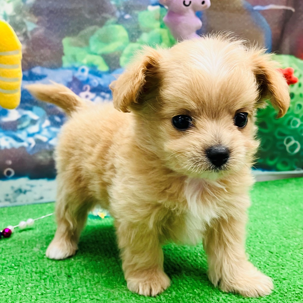 愛知県のチワプー/プーチー(チワワ×プードル) (犬の家＆猫の里名古屋天白店/2026年5月19日生まれ/男の子/アプリコットホワイト)の子犬の3枚目の画像