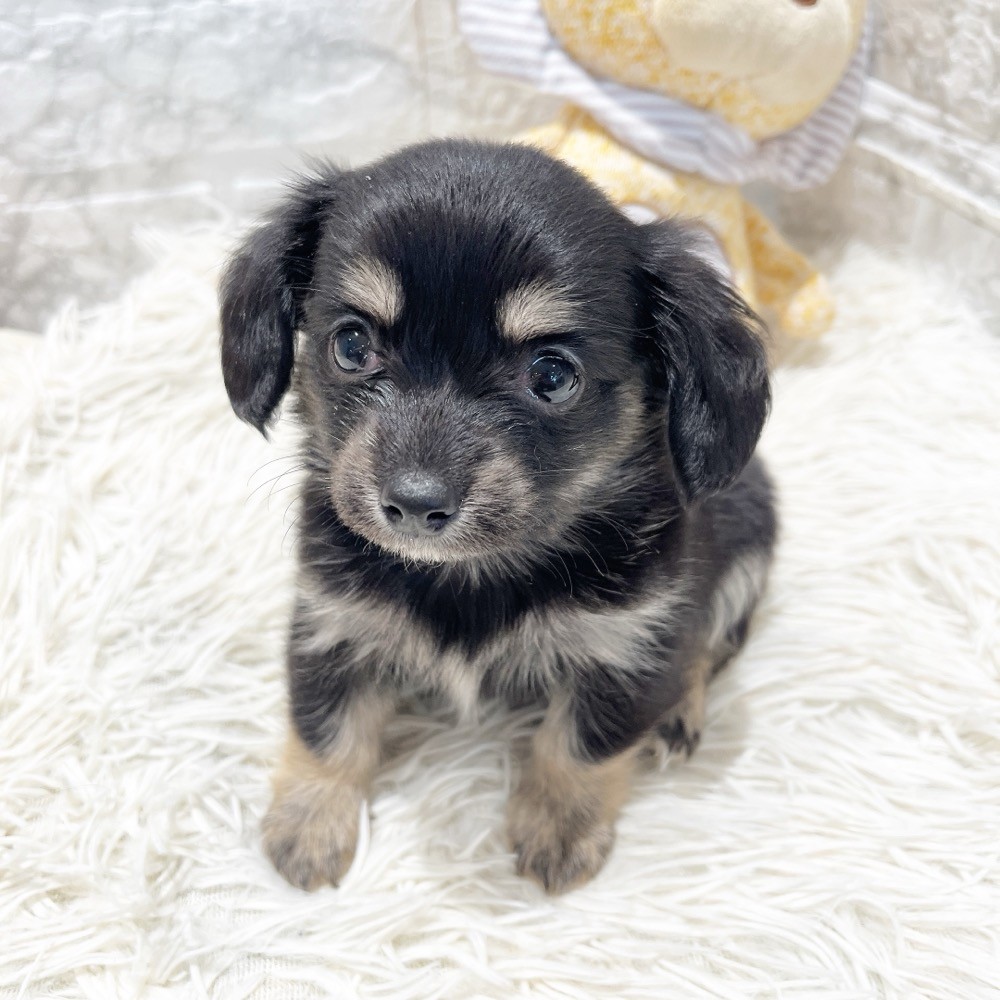 愛知県のチワックス(チワワ×ダックス) (犬の家＆猫の里MiO香久山店/2026年5月19日生まれ/女の子/ブラックタン)の子犬の3枚目の画像