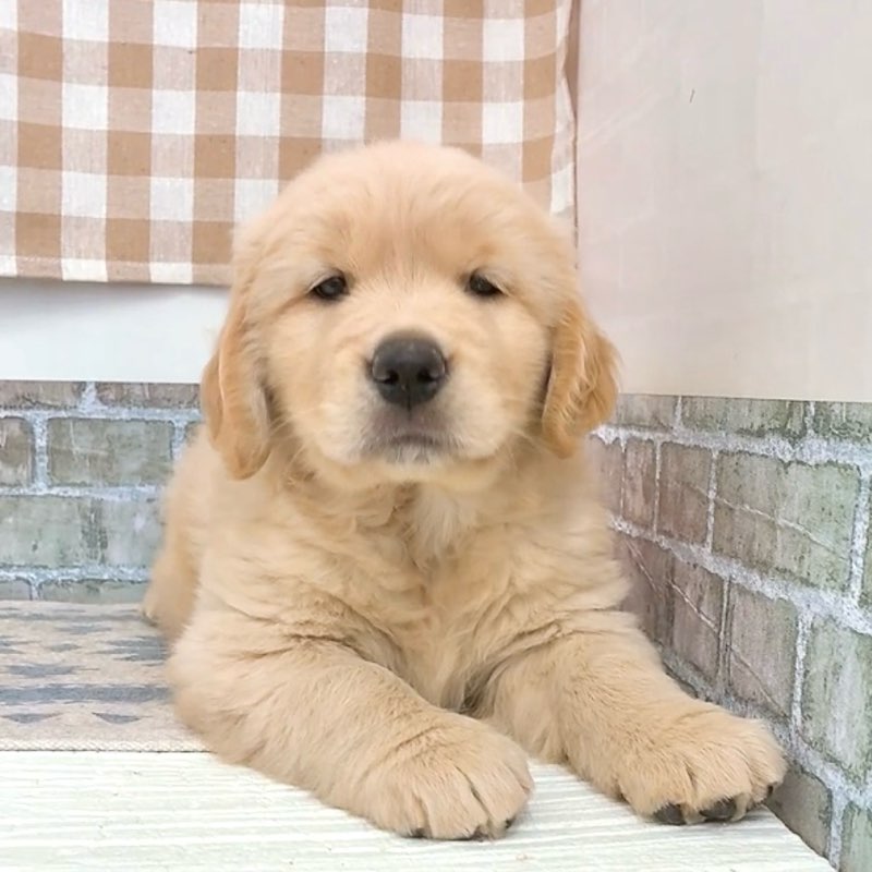愛知県のゴールデンレトリバー (犬の家＆猫の里碧南店/2026年5月20日生まれ/女の子/ゴールデン)の子犬の3枚目の画像