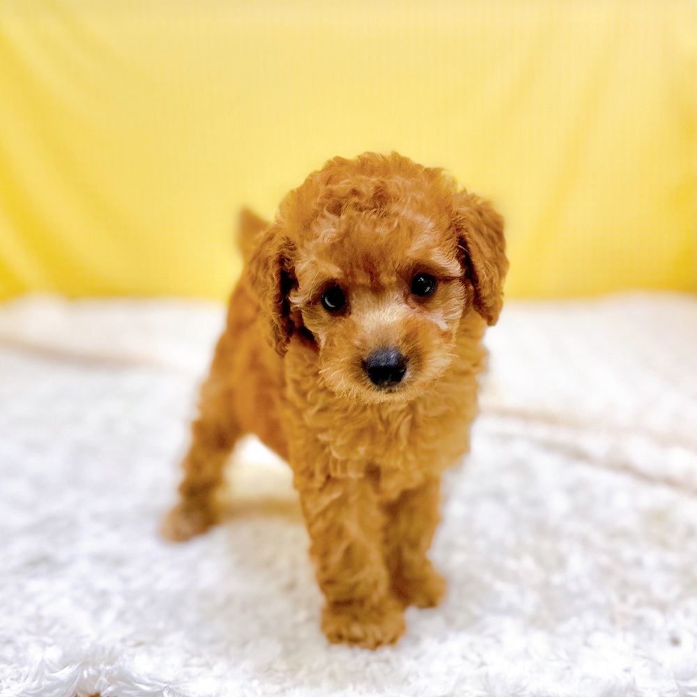 愛知県のトイプードル(トイ) (犬の家＆猫の里一宮店/2026年5月17日生まれ/女の子/レッドフォーン)の子犬の3枚目の画像