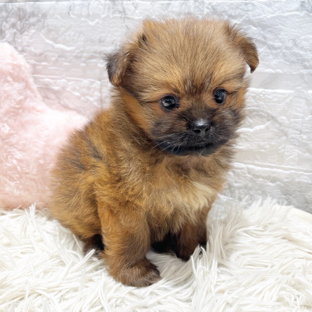 愛知県のハーフ犬・ミックス犬 (犬の家＆猫の里MiO香久山店/2026年5月20日生まれ/男の子/レッド)の子犬の3枚目の画像