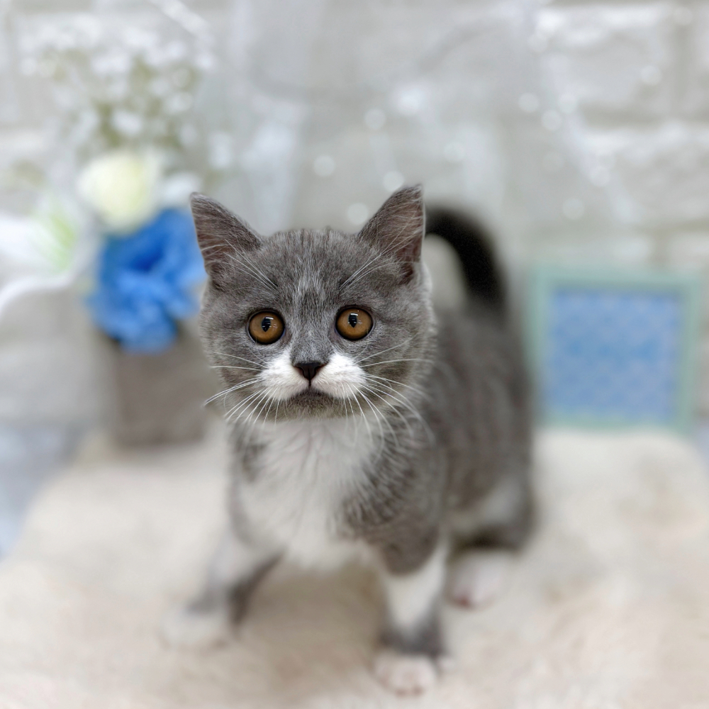 福井県のセルカークレックス (犬の家＆猫の里アミーゴ福井大和田店/2026年5月8日生まれ/男の子/ブルーホワイト)の子猫の1枚目の画像