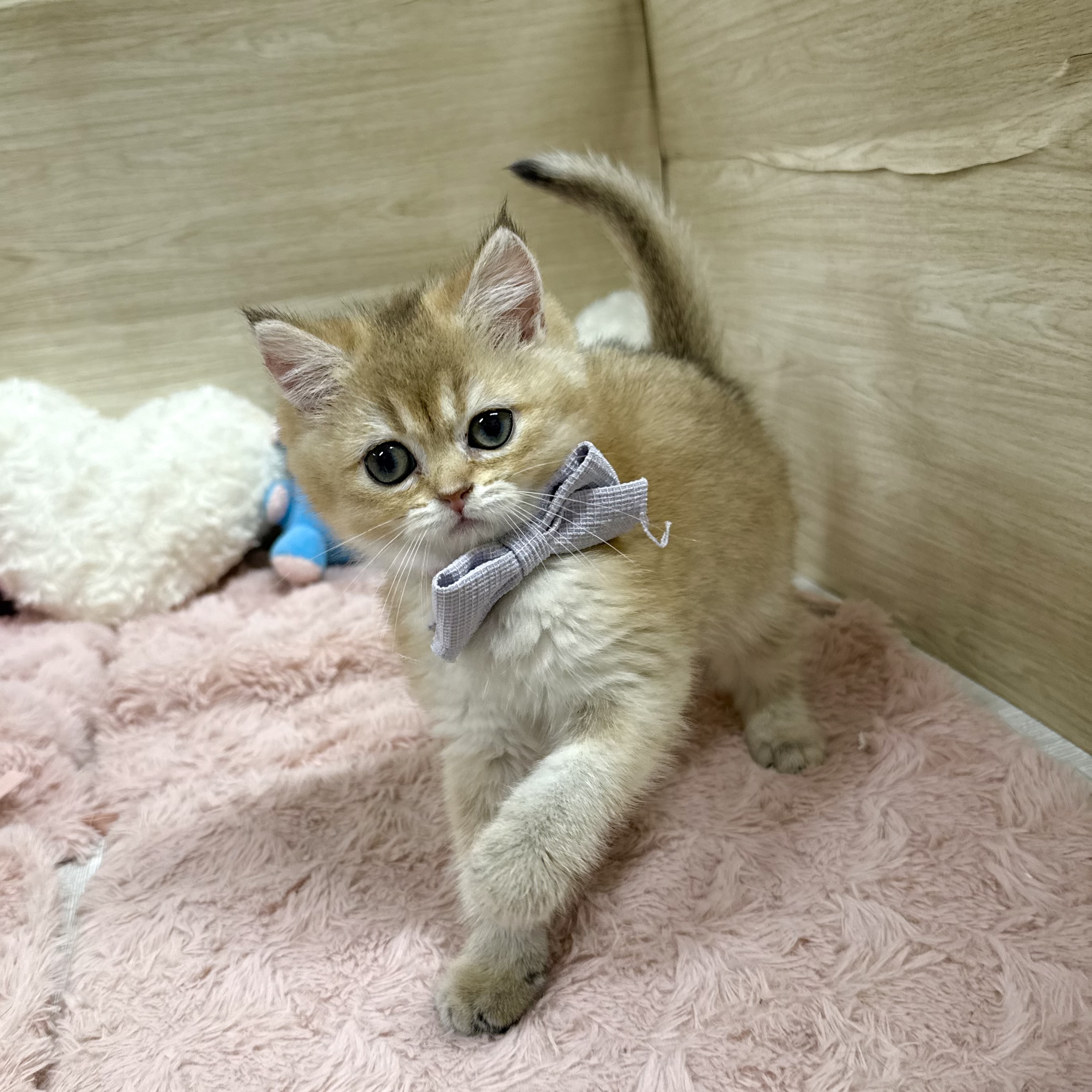 大阪府のブリティッシュショートヘアー (犬の家＆猫の里そよら東岸和田店/2026年5月21日生まれ/女の子/ブラックゴールデンシェーデット)の子猫の3枚目の画像