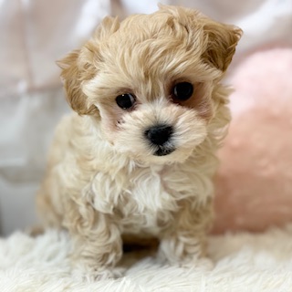 兵庫県のマルプー(マルチーズ×プードル) (犬の家＆猫の里カナート西神戸店/2026年5月20日生まれ/男の子/クリーム)の子犬の3枚目の画像