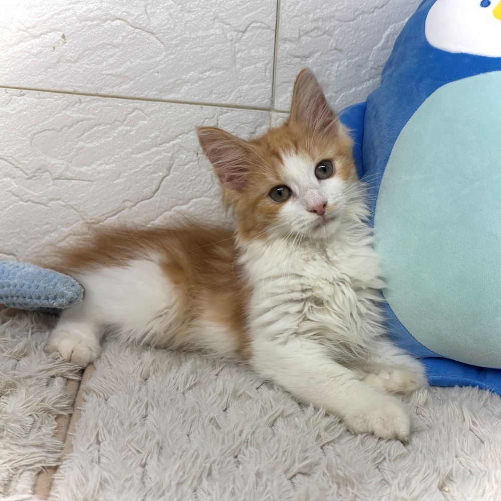 兵庫県のノルウェージャンフォレストキャット (犬の家＆猫の里ゆめタウン姫路店/2026年5月20日生まれ/女の子/レッドタビーホワイト)の子猫の3枚目の画像