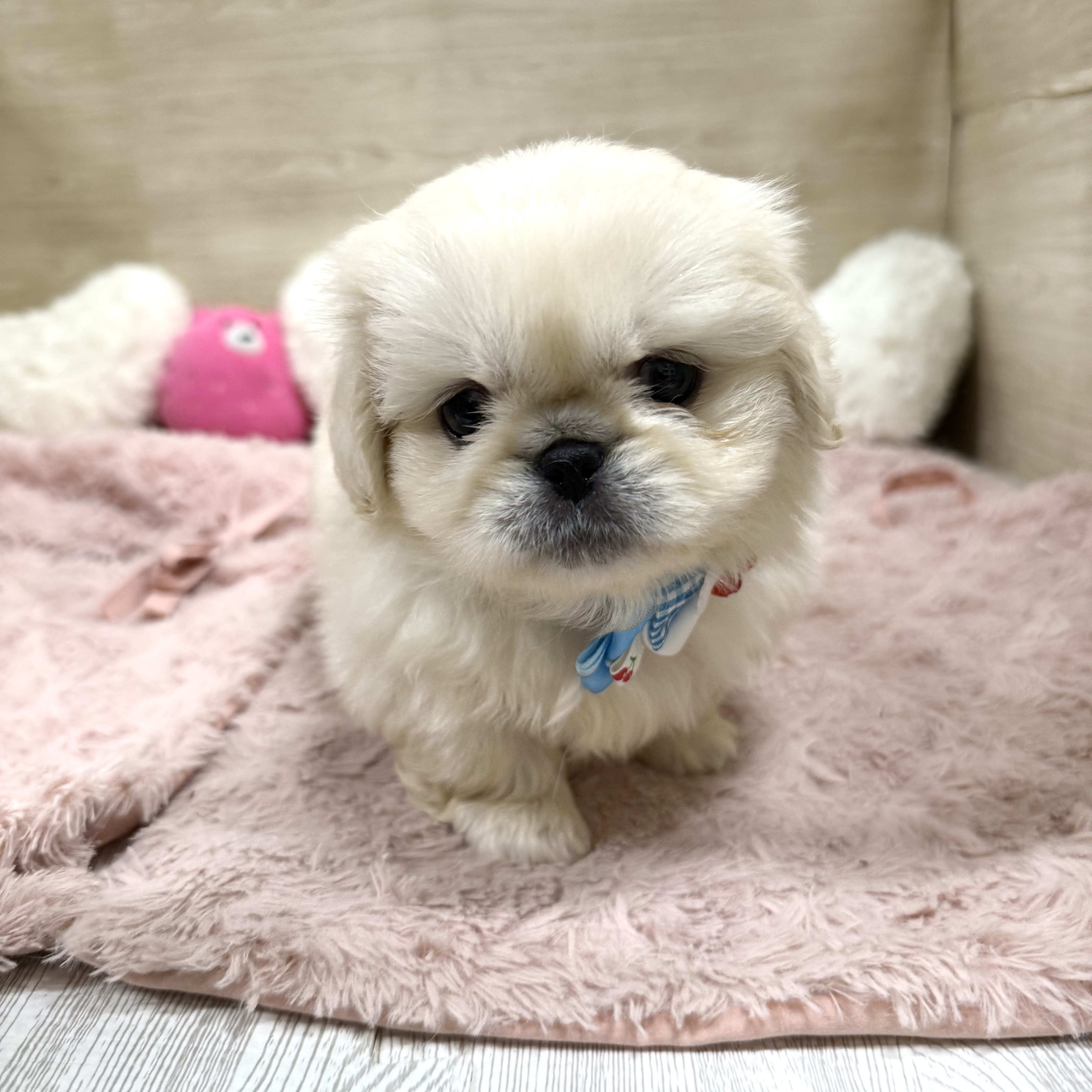 大阪府のペキニーズ (犬の家＆猫の里そよら東岸和田店/2026年5月20日生まれ/男の子/クリーム)の子犬の1枚目の画像