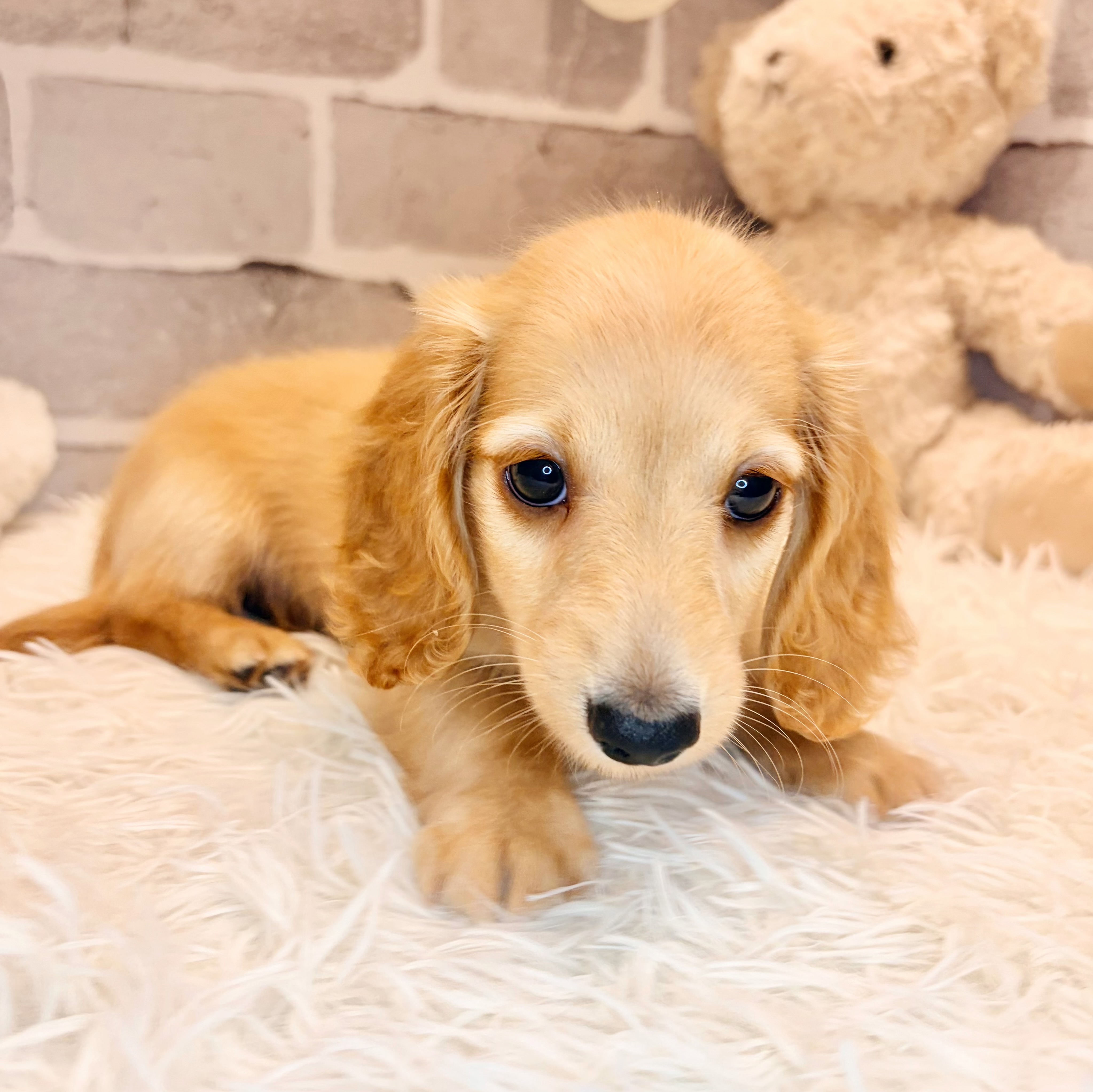 兵庫県のミニチュアダックスフンド(ロング) (犬の家＆猫の里神戸店/2026年5月21日生まれ/男の子/ゴールド)の子犬の3枚目の画像