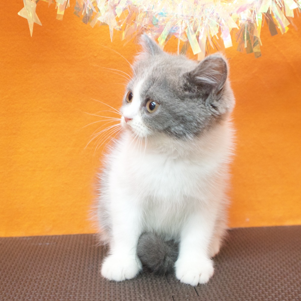 大阪府のブリティッシュショートヘアー (犬の家＆猫の里吹田店/2026年5月20日生まれ/女の子/ブルーホワイト)の子猫の3枚目の画像