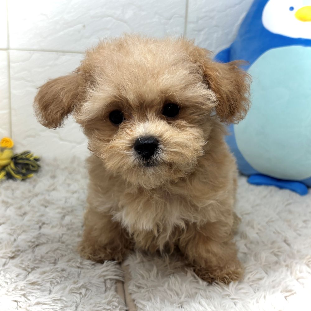 兵庫県のマルプー(マルチーズ×プードル) (犬の家＆猫の里ゆめタウン姫路店/2026年5月19日生まれ/男の子/クリーム)の子犬の3枚目の画像