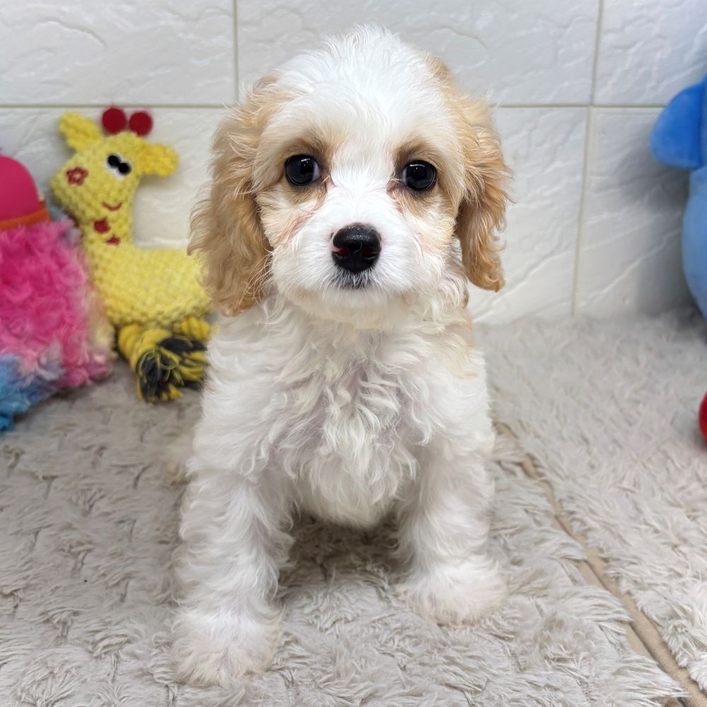 兵庫県のハーフ犬・ミックス犬 (犬の家＆猫の里ゆめタウン姫路店/2026年5月17日生まれ/女の子/レッドホワイト)の子犬の1枚目の画像