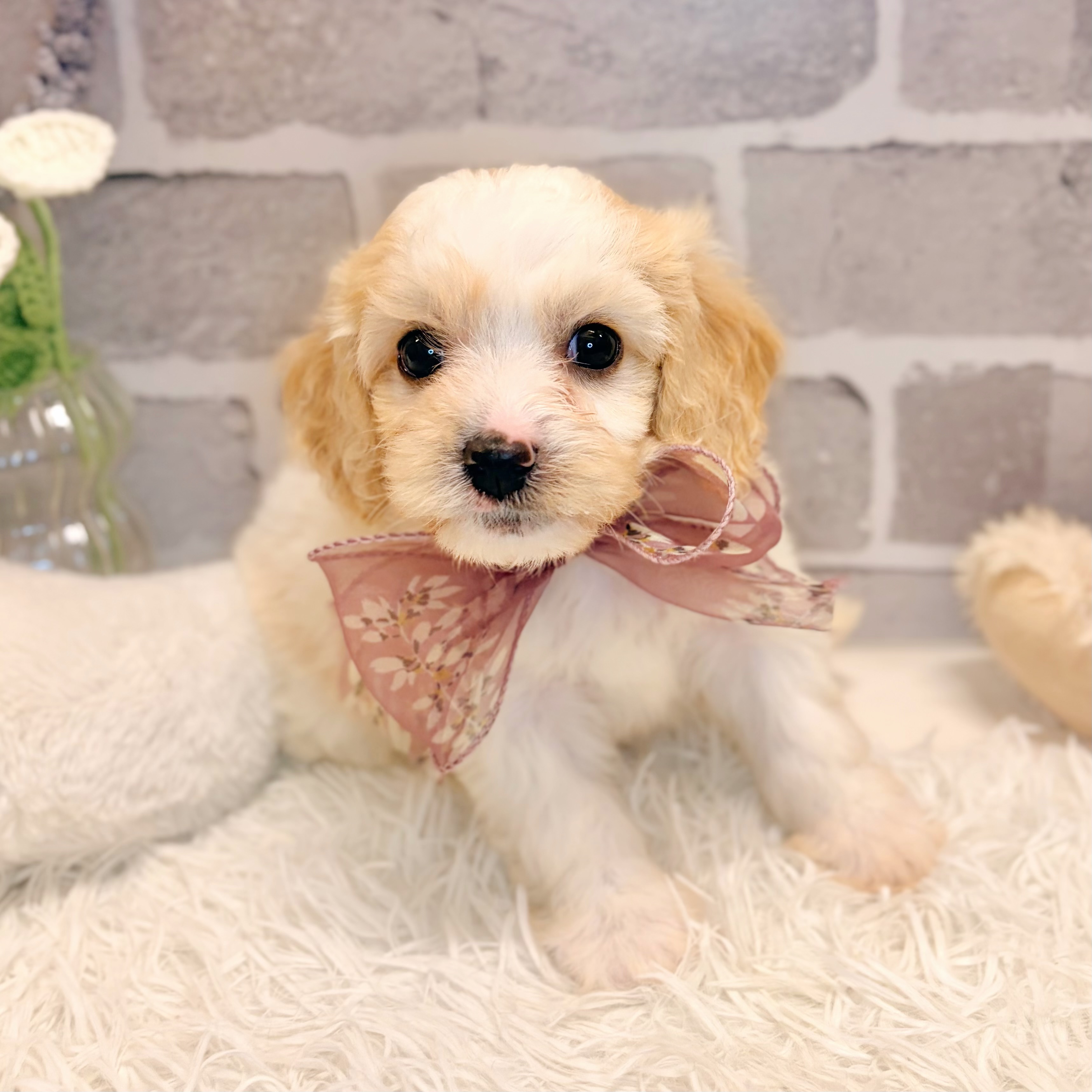 兵庫県のハーフ犬・ミックス犬 (犬の家＆猫の里神戸店/2026年5月17日生まれ/男の子/ホワイトレッド)の子犬の3枚目の画像