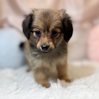 兵庫県のポメックス(ポメラニアン×ダックス) (犬の家＆猫の里カナート西神戸店/2026年5月21日生まれ/女の子/フォーン)の子犬の3枚目の画像