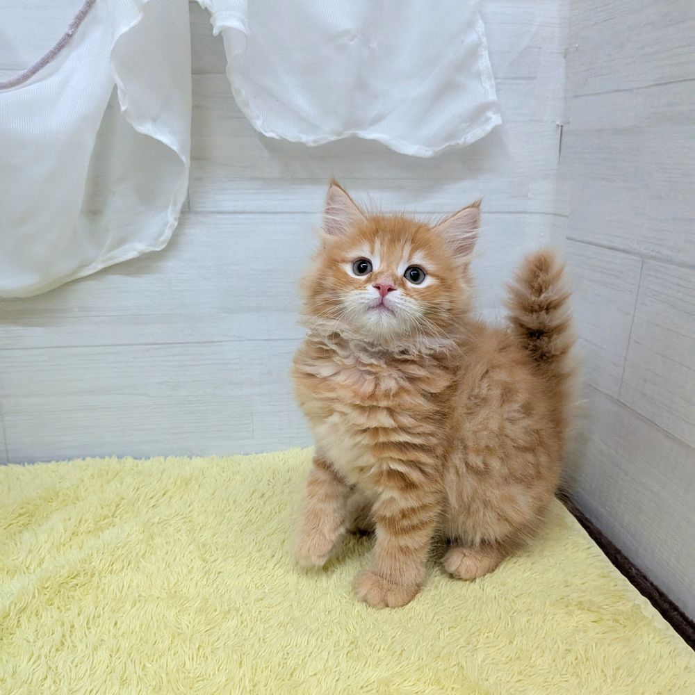 愛知県のサイベリアン (犬の家＆猫の里碧南店/2026年5月19日生まれ/男の子/レッドタビーホワイト)の子猫の3枚目の画像