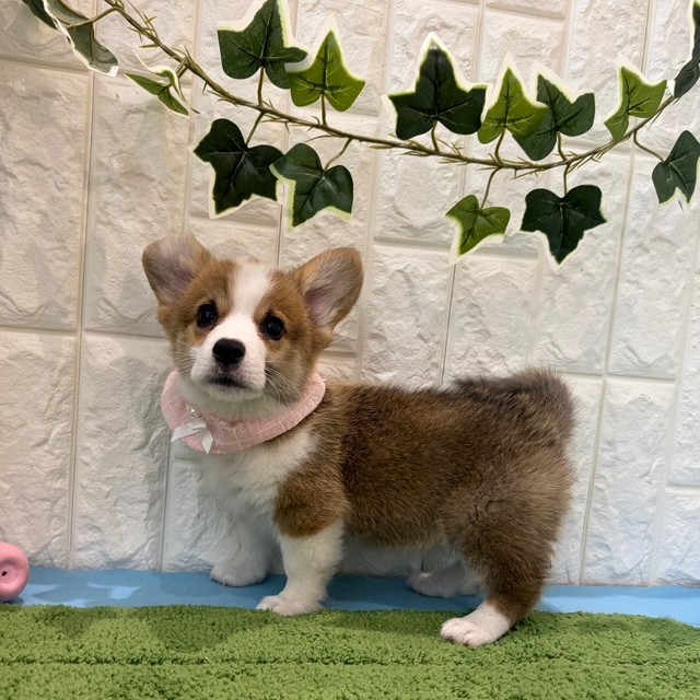 岡山県のウェルシュコーギーペンブローク (犬の家＆猫の里倉敷店/2026年5月21日生まれ/女の子/レッドホワイト)の子犬の3枚目の画像