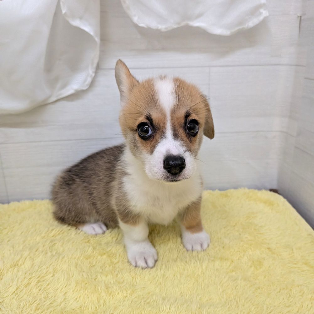 愛知県のウェルシュコーギーペンブローク (犬の家＆猫の里碧南店/2026年5月23日生まれ/男の子/レッドホワイト)の子犬の3枚目の画像