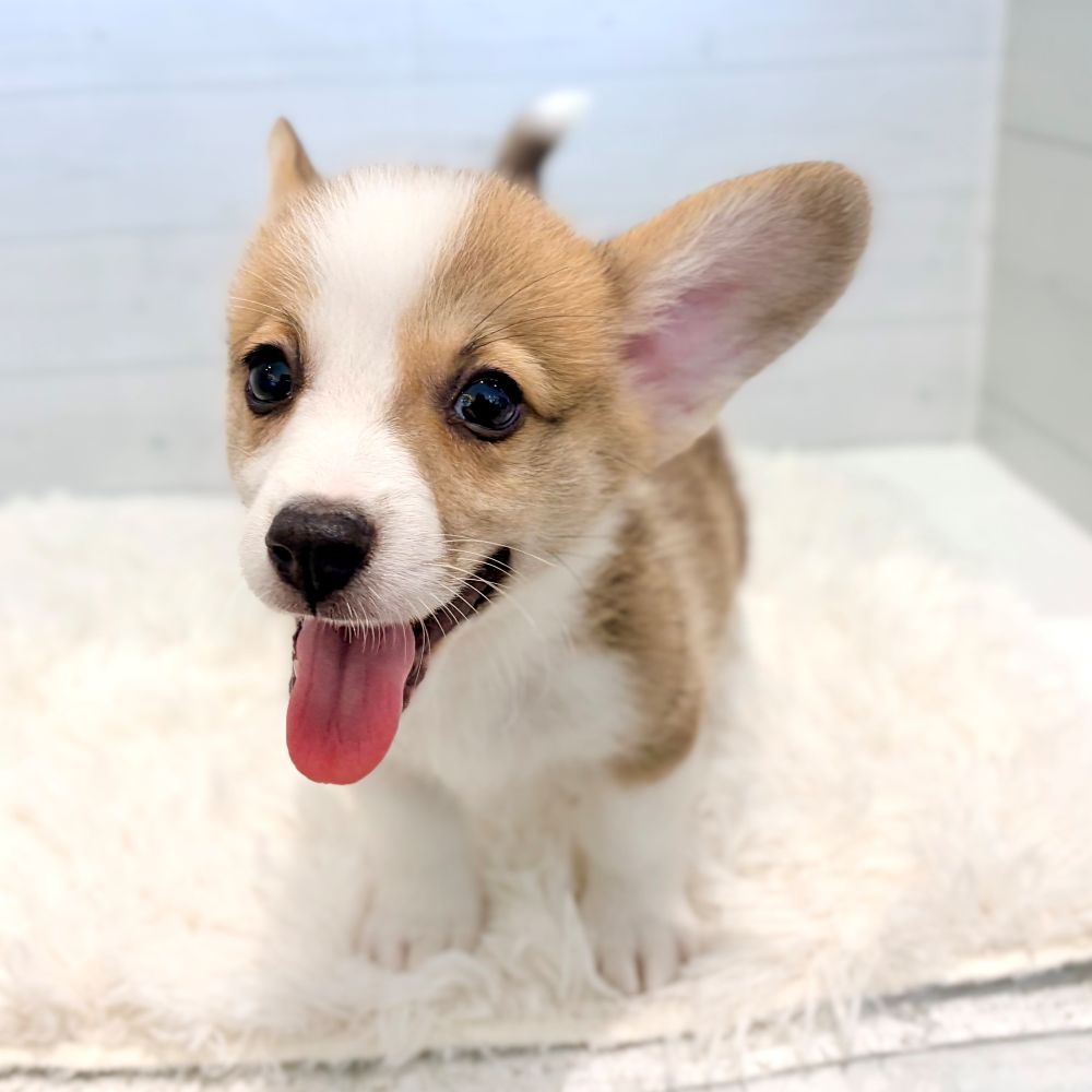 愛知県のウェルシュコーギーペンブローク (犬の家＆猫の里豊田店/2026年5月23日生まれ/男の子/レッドホワイト)の子犬の3枚目の画像