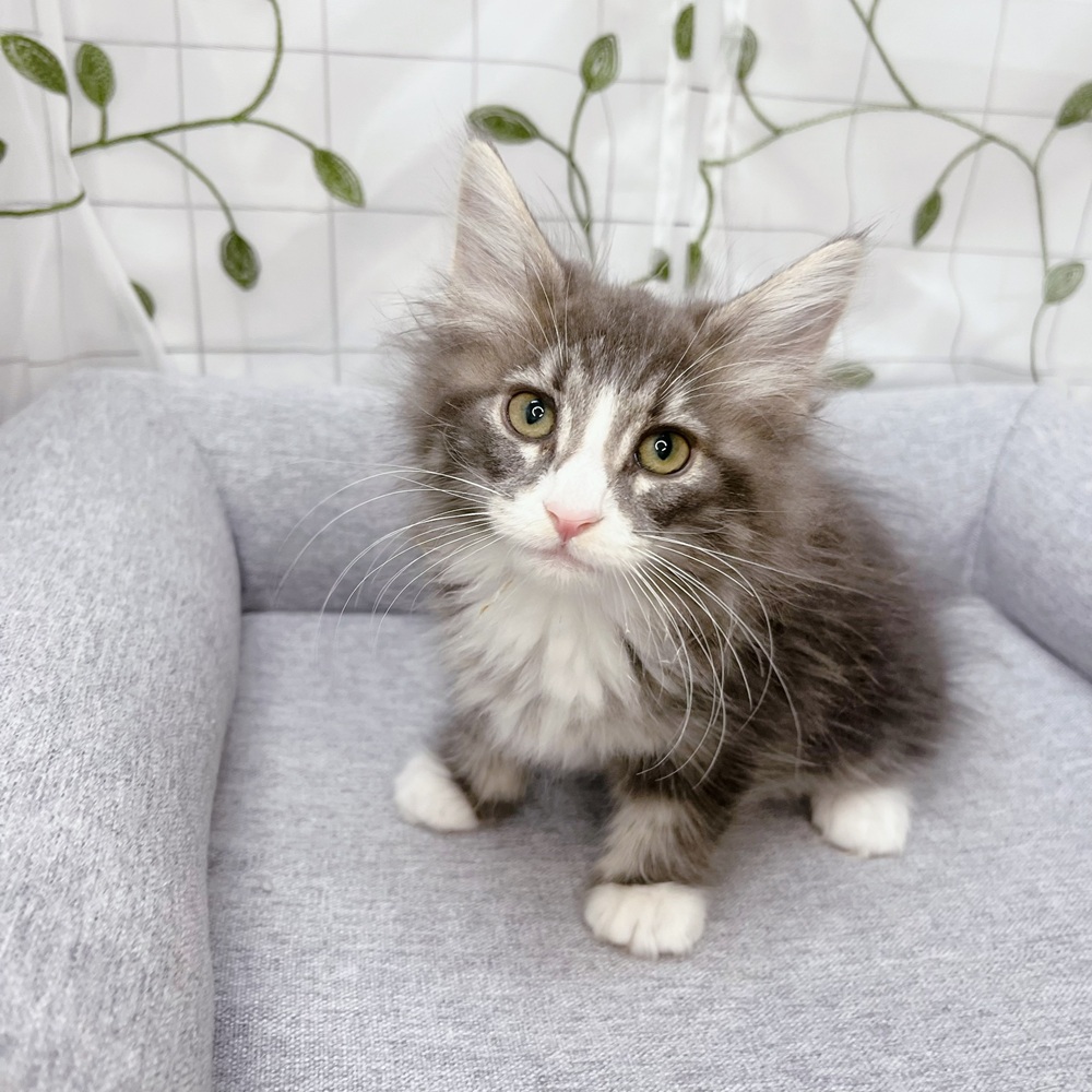 長野県のノルウェージャンフォレストキャット (犬の家＆猫の里塩尻店/2026年5月22日生まれ/男の子/ブルータビーホワイト)の子猫の3枚目の画像