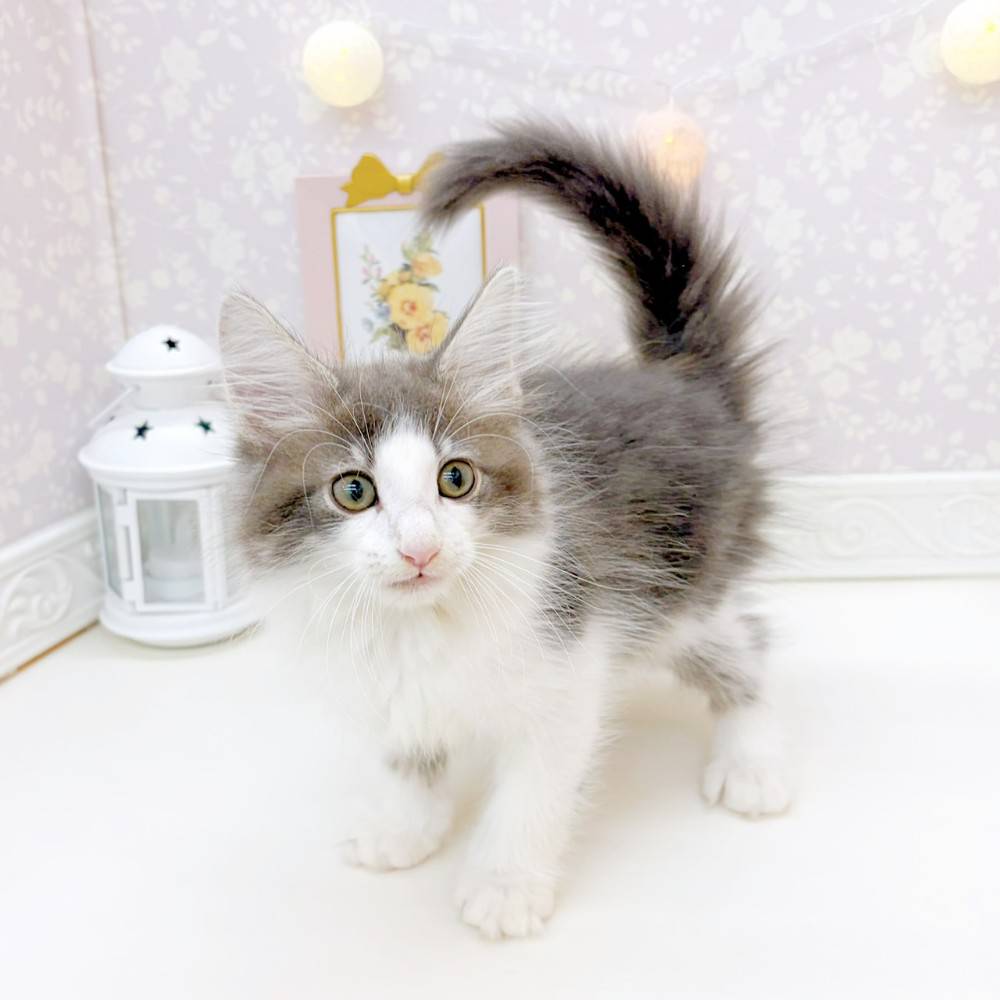 富山県のノルウェージャンフォレストキャット (犬の家＆猫の里富山店/2026年5月22日生まれ/男の子/ブルータビーホワイト)の子猫の3枚目の画像