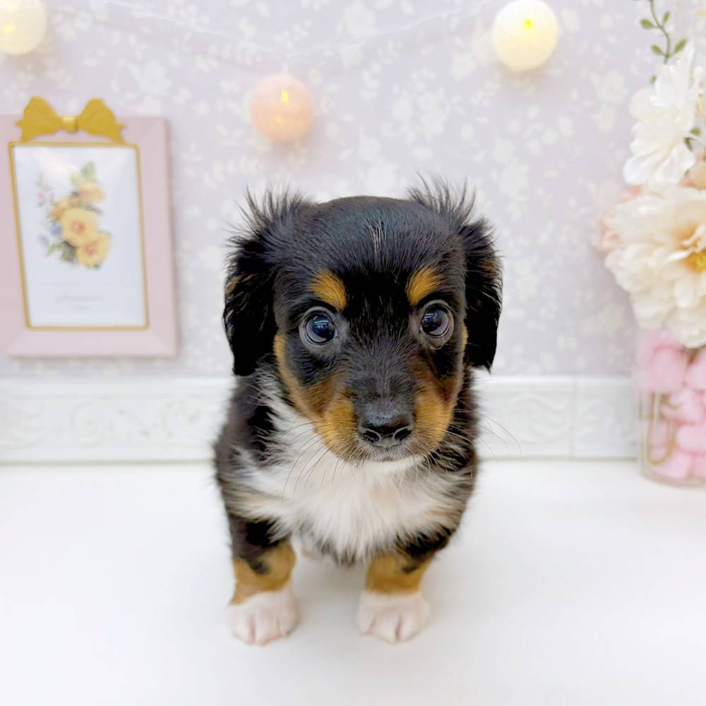 富山県のチワックス(チワワ×ダックス) (犬の家＆猫の里富山店/2026年5月22日生まれ/男の子/ブラックタンホワイト)の子犬の3枚目の画像