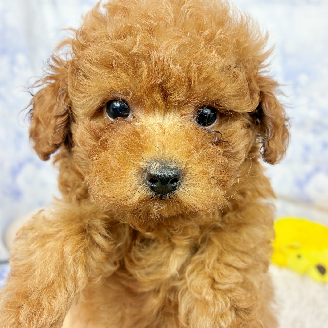 兵庫県のトイプードル(タイニー) (犬の家＆猫の里川西店/2026年5月22日生まれ/男の子/レッドフォーン)の子犬の3枚目の画像