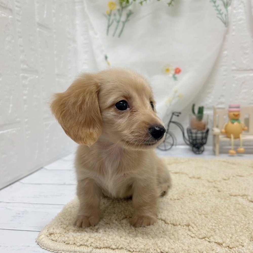 岡山県のカニンヘンダックスフンド(ロング) (犬の家＆猫の里岡山店/2026年5月23日生まれ/男の子/イエロー)の子犬の3枚目の画像
