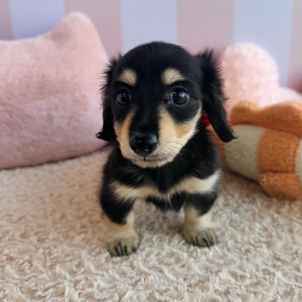 岡山県のカニンヘンダックスフンド(ロング) (犬の家＆猫の里倉敷中庄店/2026年5月23日生まれ/女の子/ブラックイエロー)の子犬の3枚目の画像