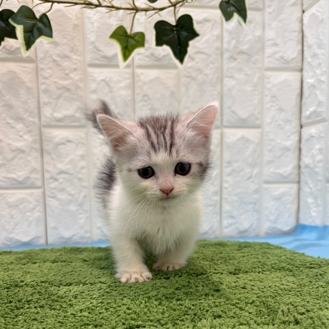 岡山県のミヌエット (犬の家＆猫の里倉敷店/2026年5月20日生まれ/男の子/シルバータビーホワイト)の子猫の3枚目の画像