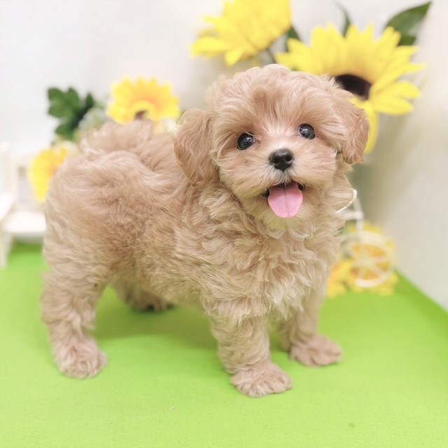静岡県のマルプー(マルチーズ×プードル) (犬の家＆猫の里藤枝店/2026年5月23日生まれ/男の子/アプリコットホワイト)の子犬の3枚目の画像