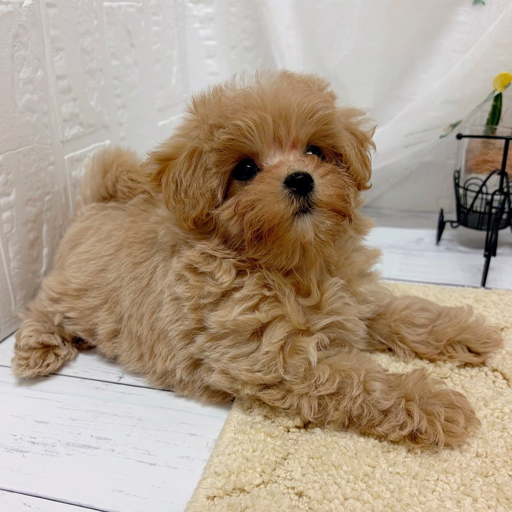 岡山県のマルプー(マルチーズ×プードル) (犬の家＆猫の里岡山店/2026年5月23日生まれ/女の子/アプリコットホワイト)の子犬の3枚目の画像