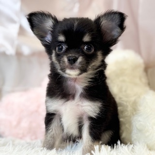 兵庫県のチワワ(ロング) (犬の家＆猫の里カナート西神戸店/2026年5月22日生まれ/男の子/ブラックタンホワイト)の子犬の3枚目の画像