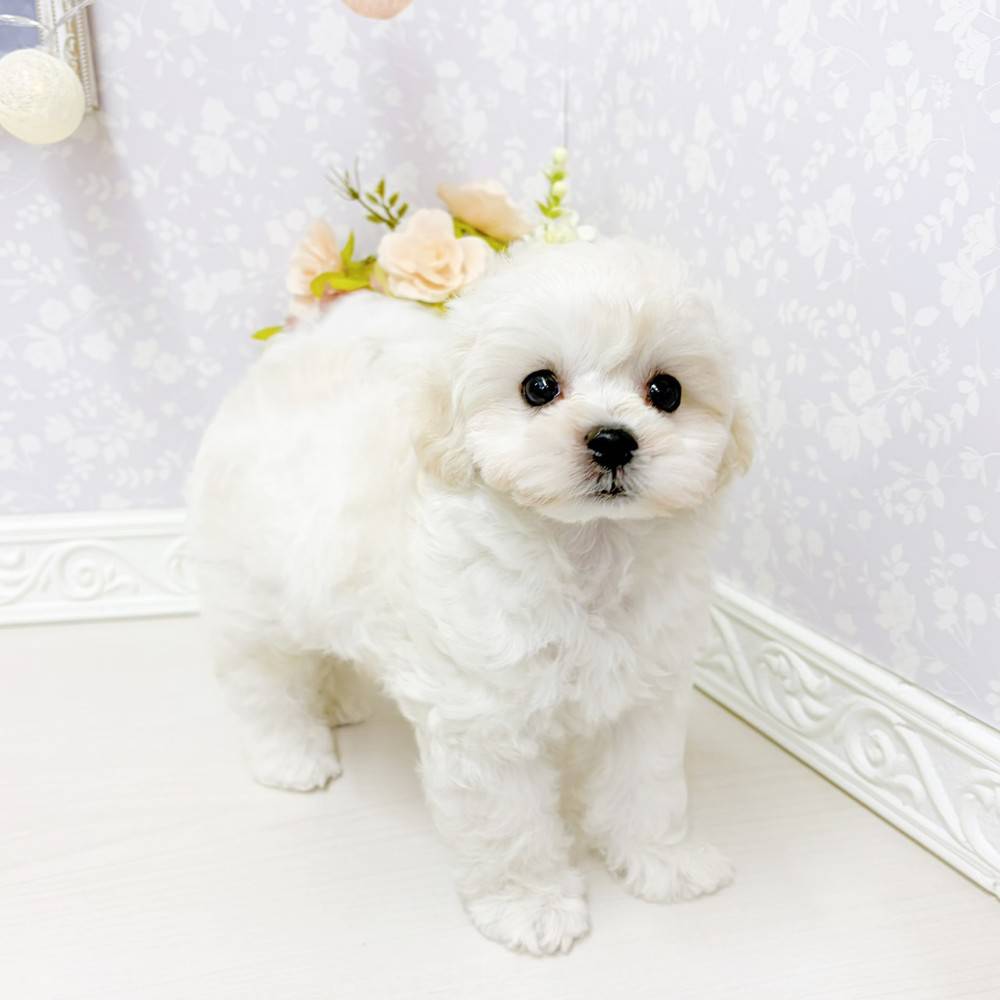 富山県のマルプー(マルチーズ×プードル) (犬の家＆猫の里アミーゴ山室店/2026年5月22日生まれ/男の子/ホワイト)の子犬の3枚目の画像
