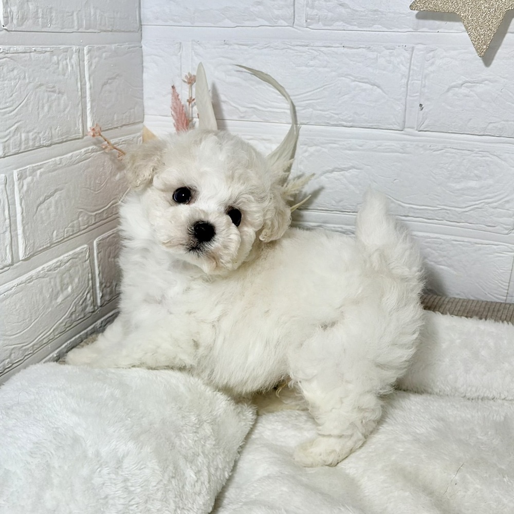 兵庫県のハーフ犬・ミックス犬 (犬の家＆猫の里ニッケパークタウン加古川店/2026年5月23日生まれ/男の子/クリームホワイト)の子犬の3枚目の画像