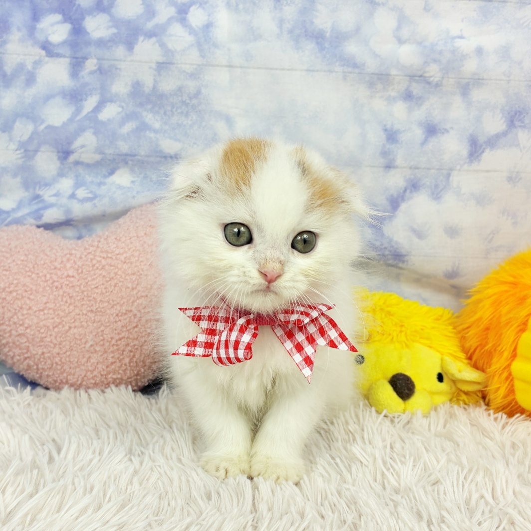 兵庫県のスコティッシュフォールド (犬の家＆猫の里川西店/2026年5月13日生まれ/女の子/バンキャリコ)の子猫の3枚目の画像