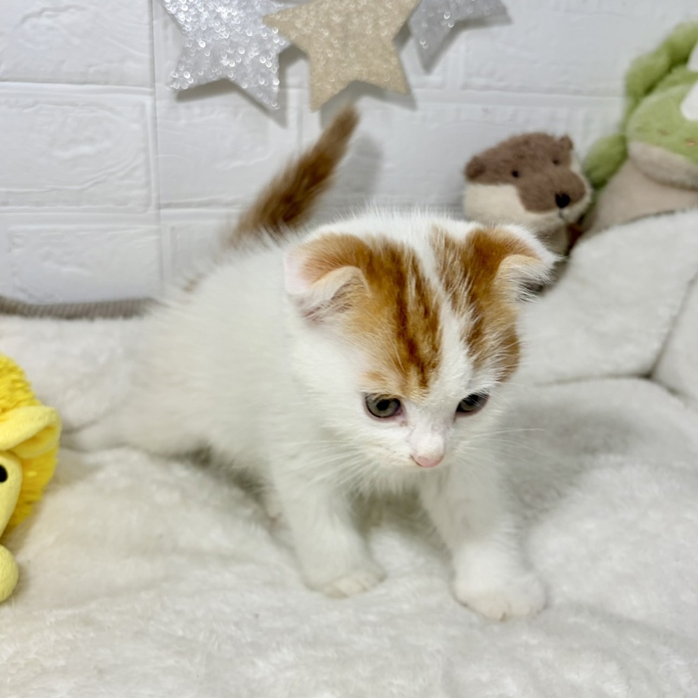 兵庫県のスコティッシュフォールド (犬の家＆猫の里ニッケパークタウン加古川店/2026年5月19日生まれ/男の子/レッドタビーホワイト)の子猫の3枚目の画像