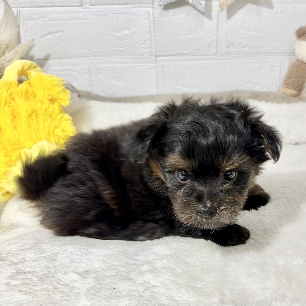 兵庫県のポメプー(ポメラニアン×プードル) (犬の家＆猫の里ニッケパークタウン加古川店/2026年5月24日生まれ/男の子/ブラックタン)の子犬の3枚目の画像